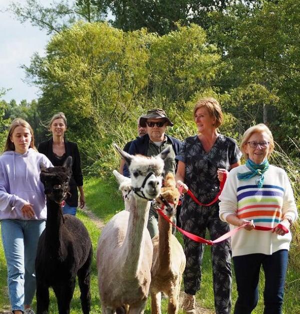 alpacawandeling